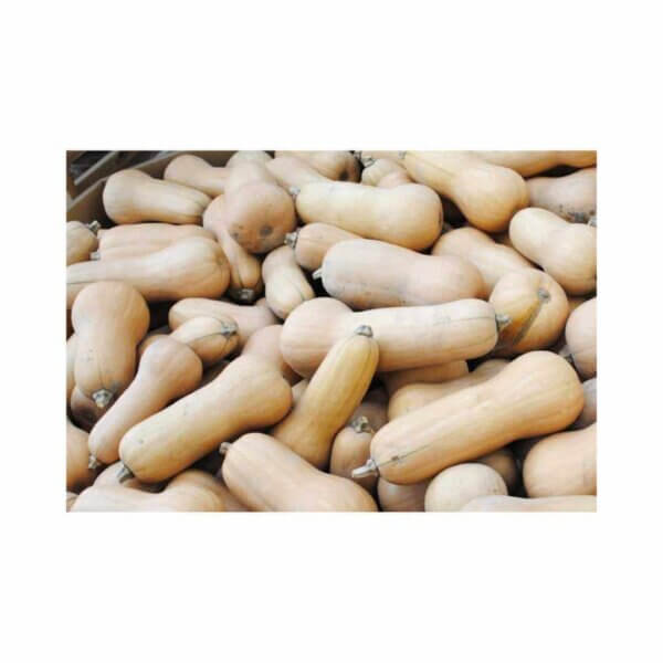Squash _ Waltham _ Butternut