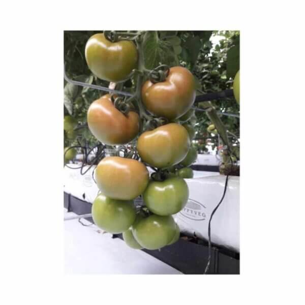 Tomato _ 1722 F1 _ Main-Season (2)