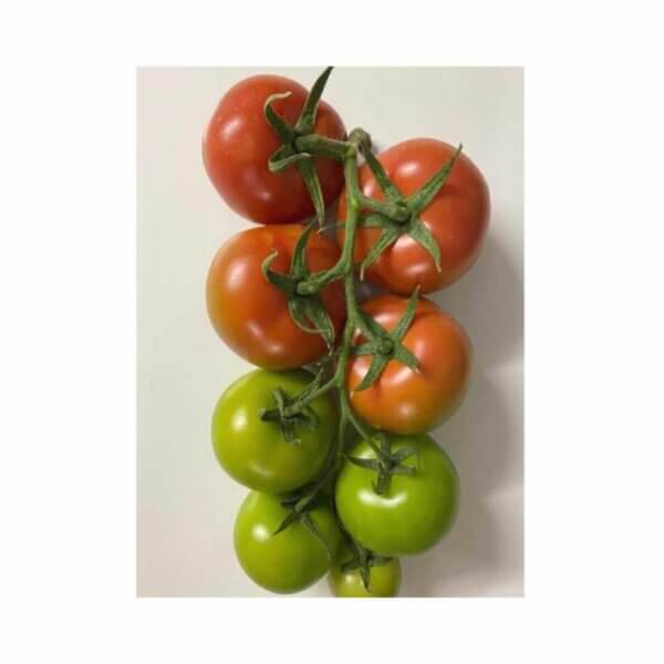 Tomato _ 1722 F1 _ Main-Season