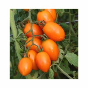 Tomato _ Anni F1 _ Main-Season