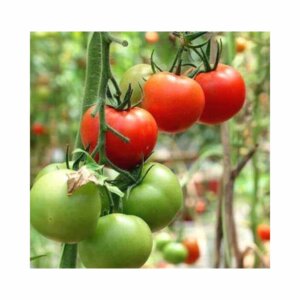 Tomato _ Floradade _ Main-Season