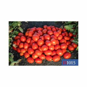 Tomato _ H-1015 F1 _ Main-Season