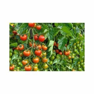 Tomato _ Mona Lisa F1 _ Main-Season