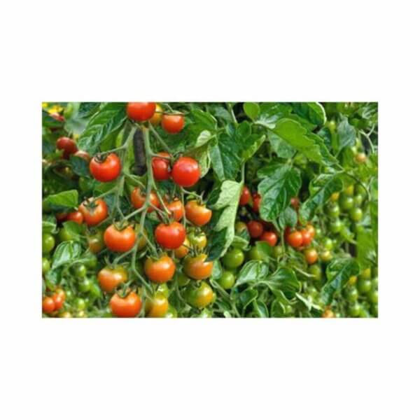 Tomato _ Mona Lisa F1 _ Main-Season