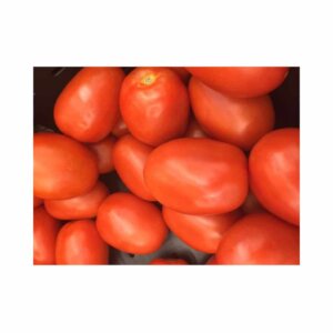 Tomato _ Qwanto F1 _ Main-Season