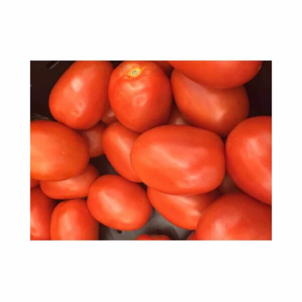 Tomato _ Qwanto F1 _ Main-Season