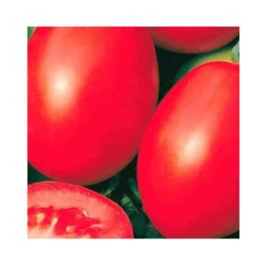 Tomato _ Rio Grande _ Main-Season