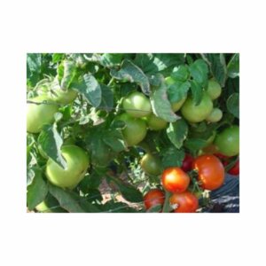 Tomato _ Rodade _ Main-Season