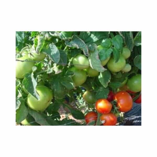 Tomato _ Rodade _ Main-Season