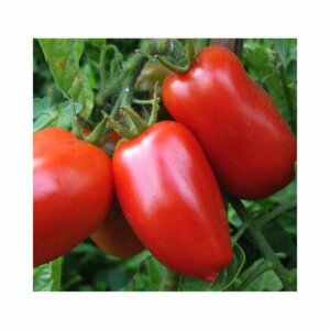 Tomato _ Roma VF _ Main-Season