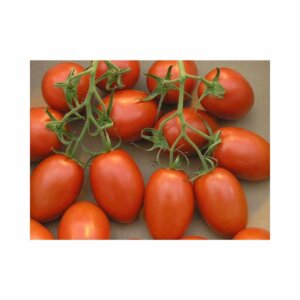 Tomato _ Romar F1 _ Main-Season