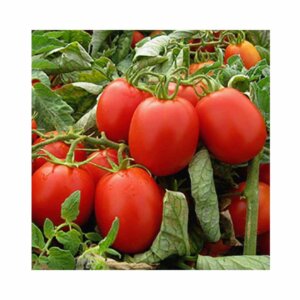 Tomato _ Shimano F1 _ Main-Season