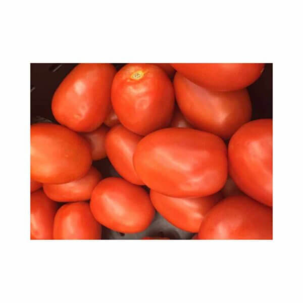 Tomato _ Simone F1 _ Main-Season