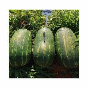 Watermelon _ Hurricane F1 _ Main-Season