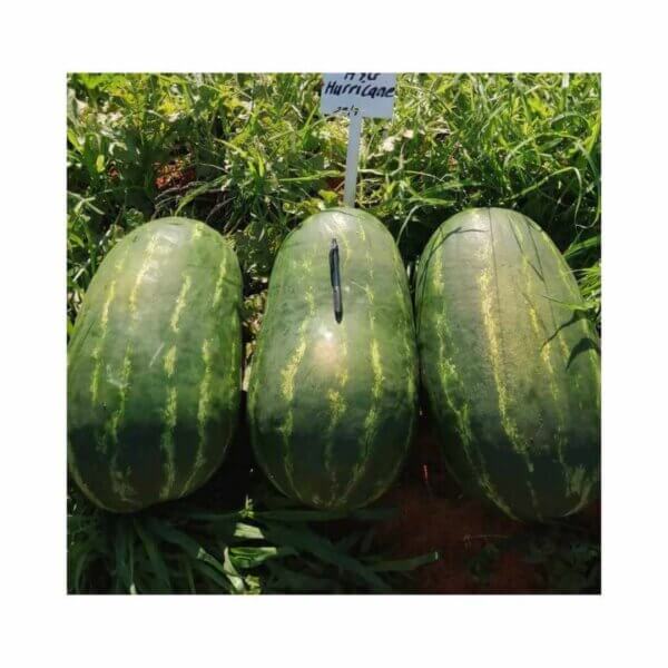 Watermelon _ Hurricane F1 _ Main-Season