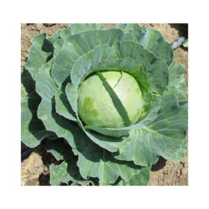 Cabbage _ Copenhagen Market _ Autumn_Summer
