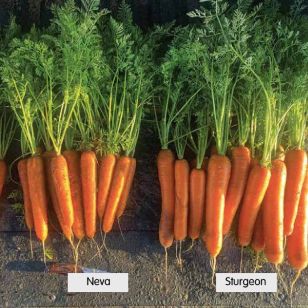 Carrot Sturgeon Stood Out in Trials