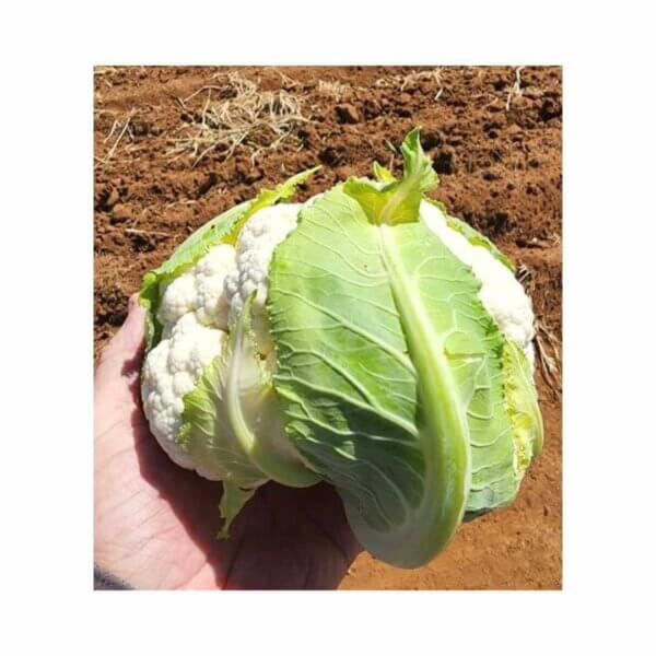 Cauliflower Bergen 1103 F1