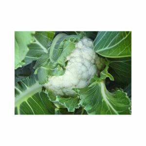 Cauliflower Coburg 1035-F1 Main Season-Cauliflower