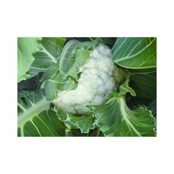 Cauliflower Coburg 1035-F1 Main Season-Cauliflower