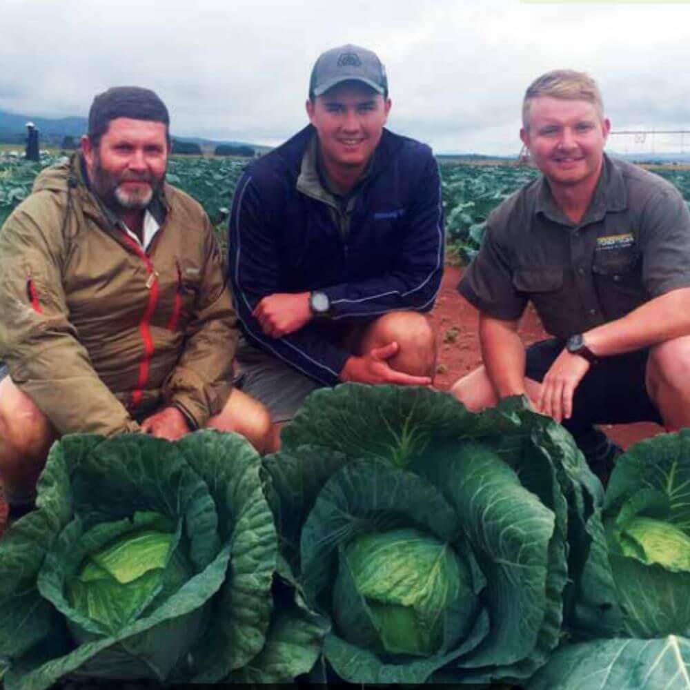 Cabbage Defender F1
