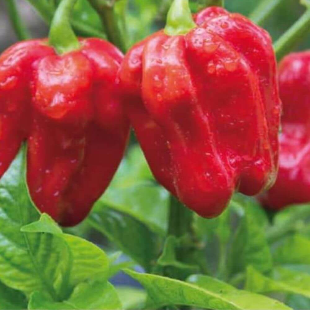 Hybrid Habanero Cultivars