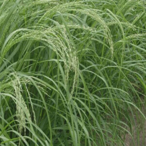 Teff SA Bruin
