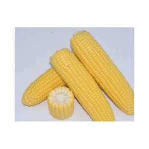 Sweetcorn _ Caramelo F1 _ Fresh Market