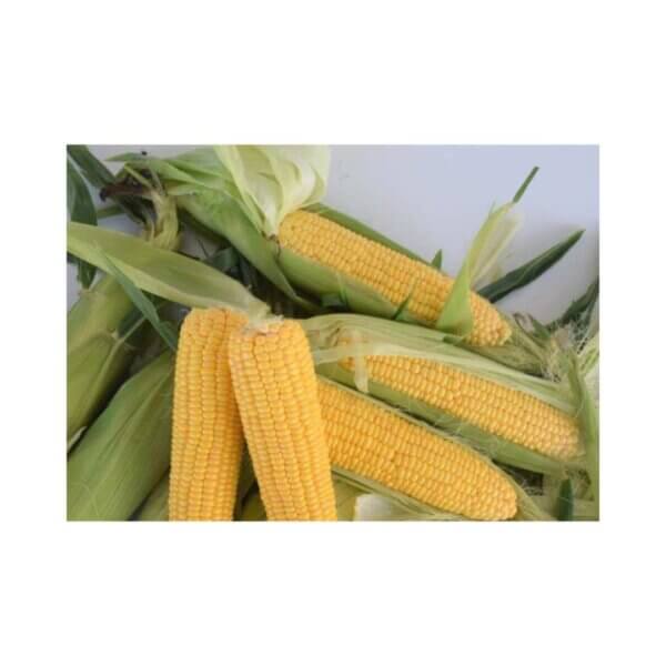 Sweetcorn _ Khan F1 _ Processing & Fresh
