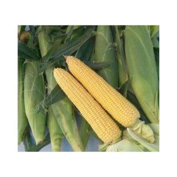 Sweetcorn _ Mirza F1 _ Processing