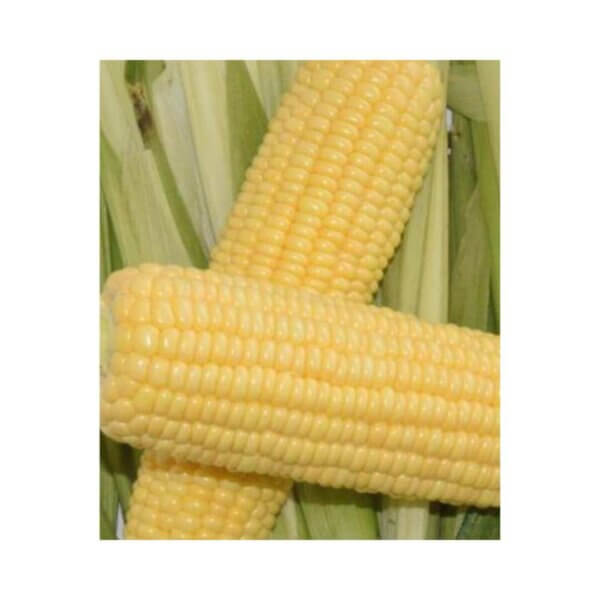 Sweetcorn _ Sherbet F1 _ Fresh