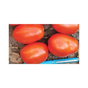 Tomato _ HTX 28 F1 _ Main-Season