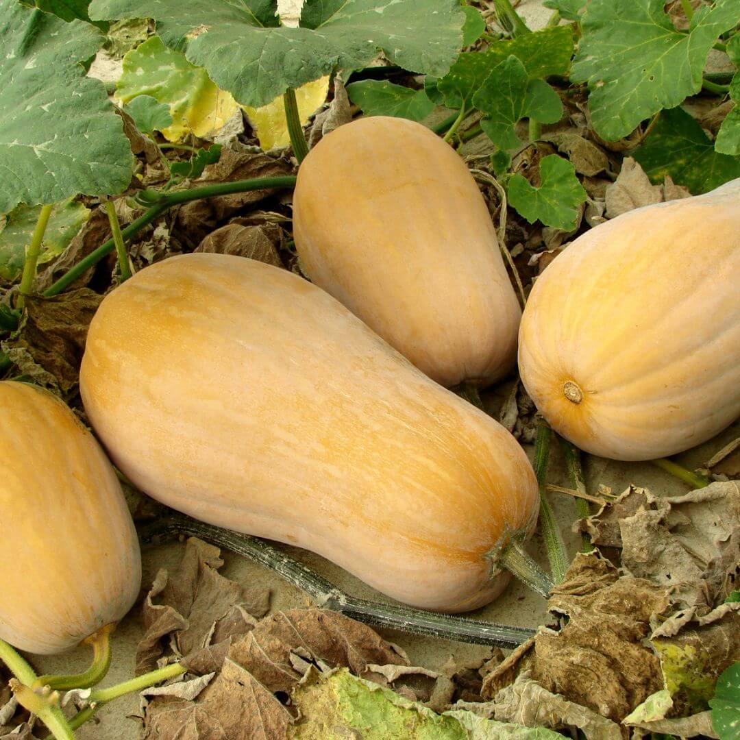 Choosing a Butternut Variety