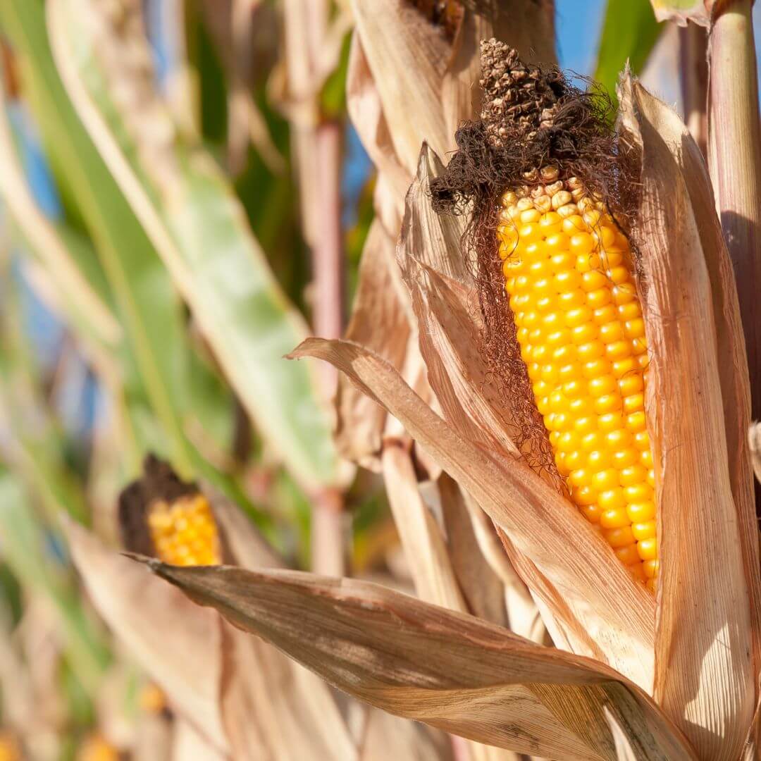 Quality Sweetcorn