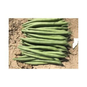 JAGUAR (Bush Bean)