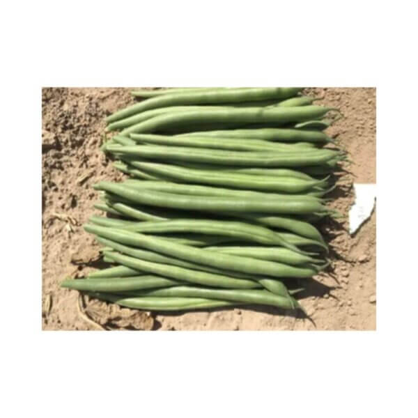 JAGUAR (Bush Bean)