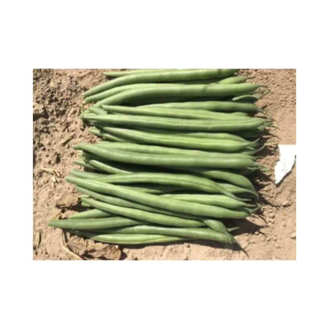JAGUAR (Bush Bean)