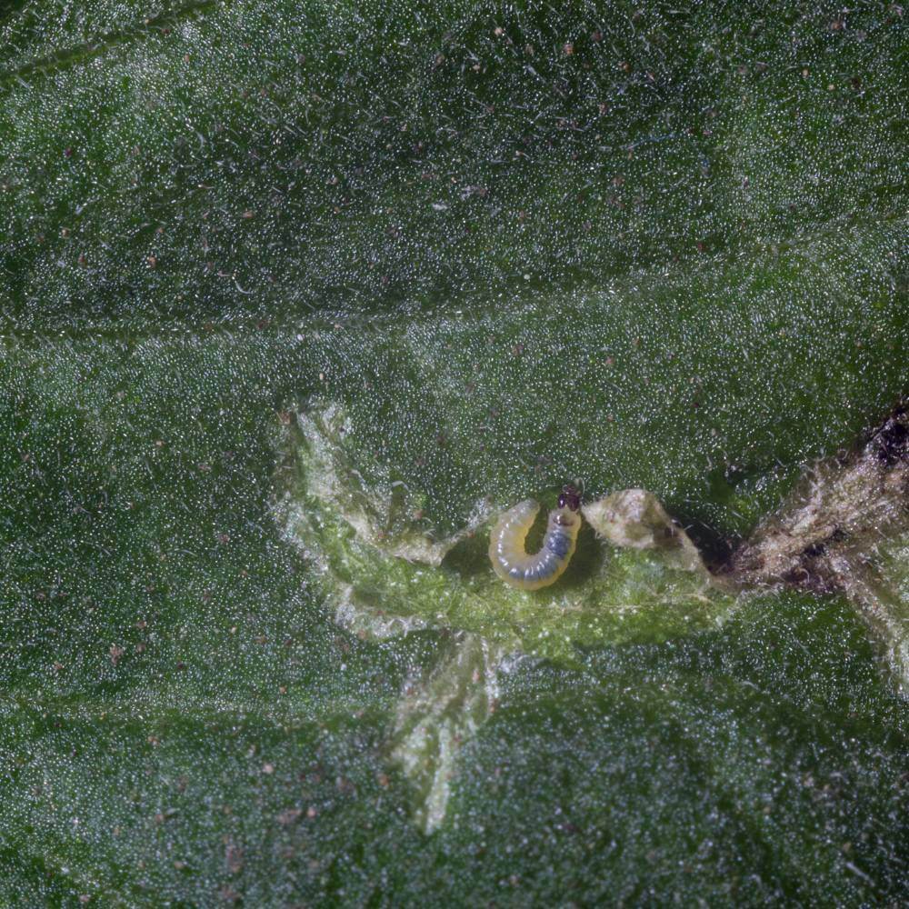 Tuta Absoluta