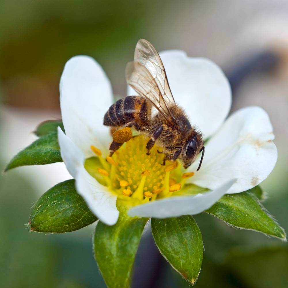 Pollinator Safety