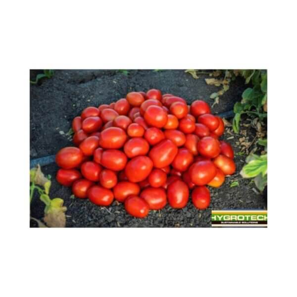 Tomato _ Deluxe _ Det Processing