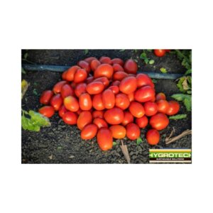 Tomato _ Supreme _ Det Processing