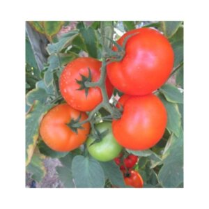 Tomato _ Helios _ Main-Season