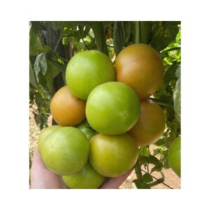 Tomato _ Spero _ Main-Season