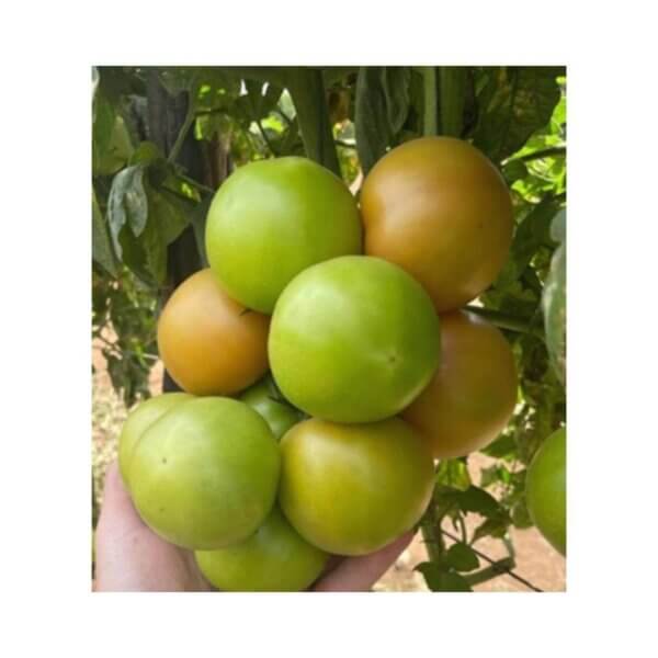 Tomato _ Spero _ Main-Season