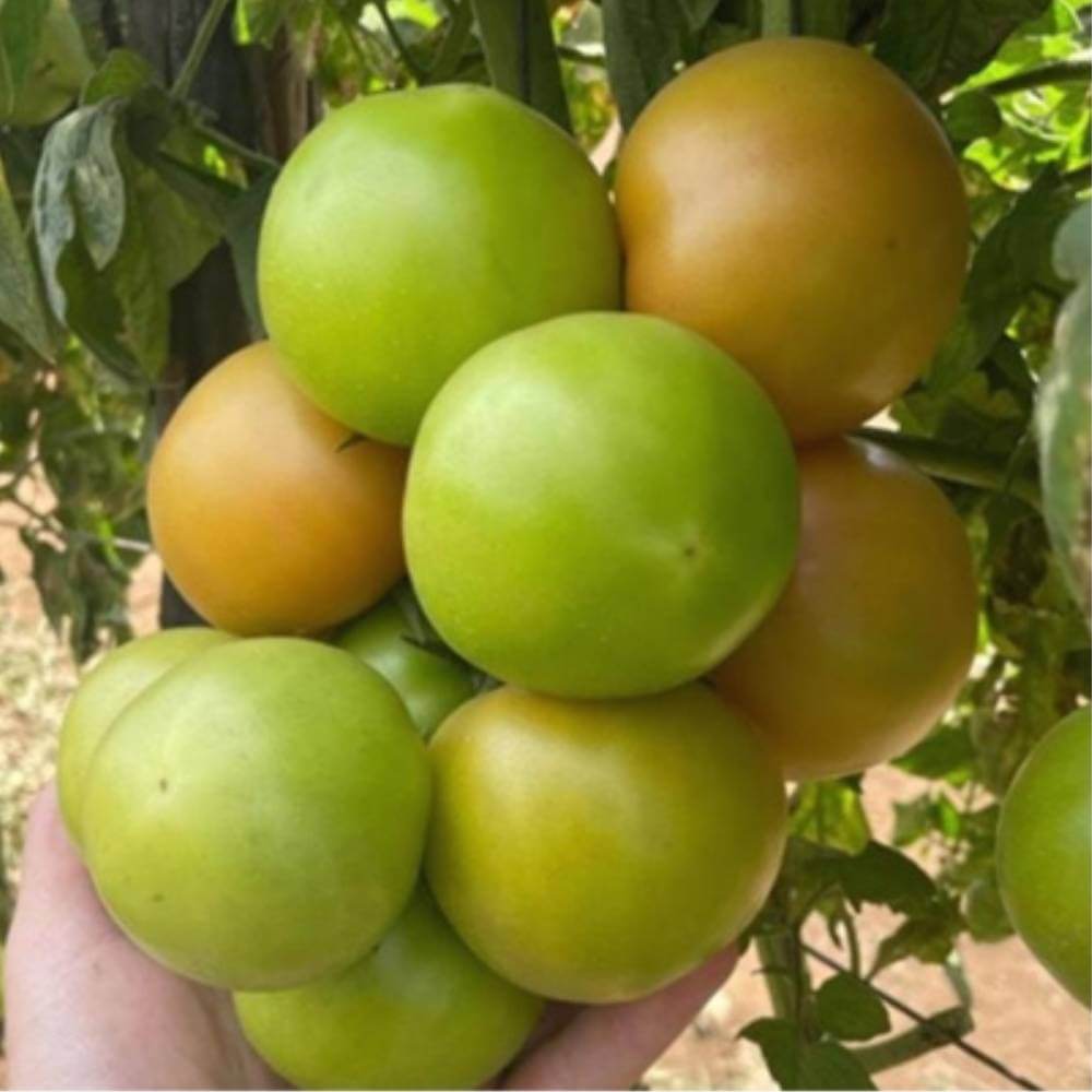 Spero F1 Tomato