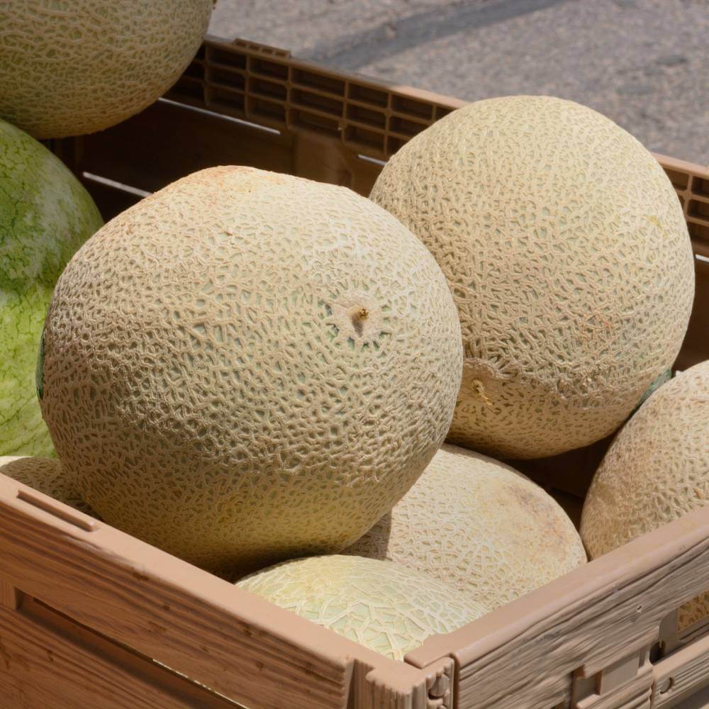 Yellow Cantaloupe – Flavor Time