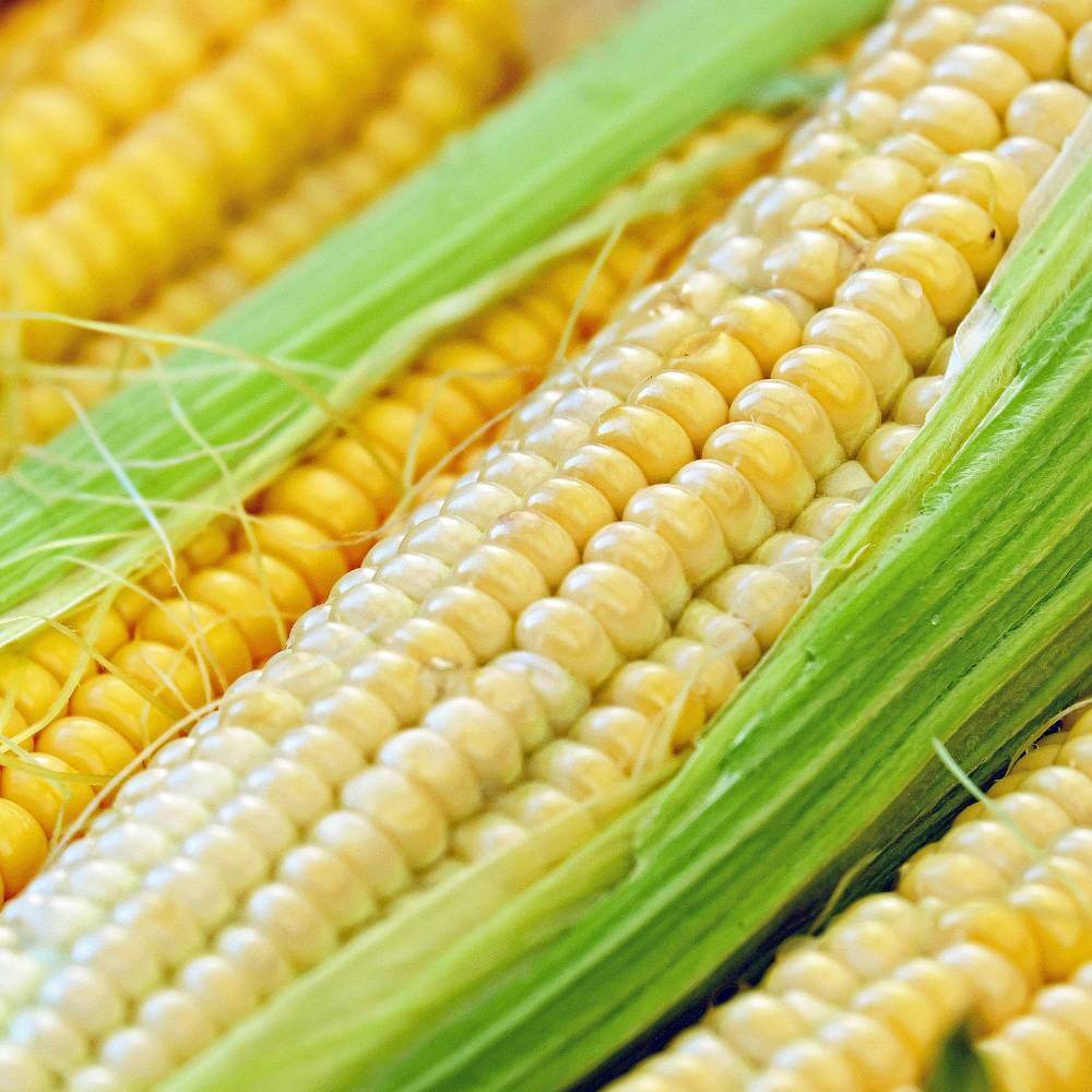 Effect of Stress on Corn Pollination