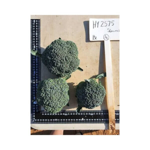 Broccoli-_-Spectre-F1-_-Early-Season-Broccoli (2)