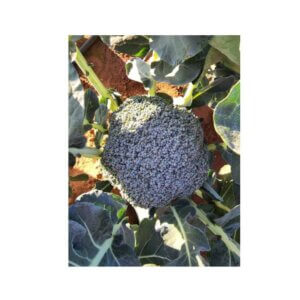Broccoli-_-Spectre-F1-_-Early-Season-Broccoli