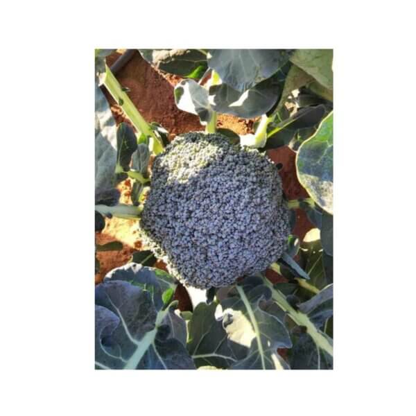 Broccoli-_-Spectre-F1-_-Early-Season-Broccoli